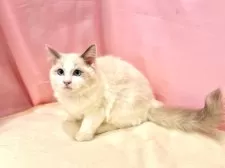 ラグドール【東京都・女の子・2025年6月27日・ブルーポイントバイカラー】の写真14
