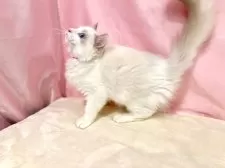 ラグドール【東京都・男の子・2025年7月13日・ブルーポイントバイカラー】の写真14