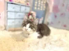 ノルウェージャンフォレストキャット【東京都・男の子・2025年5月15日・ブルー&ホワイト】の写真14