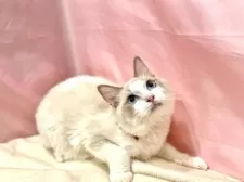 ラグドール【東京都・男の子・2025年3月27日・ブルーポイントバイカラー】の写真14