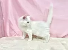 ノルウェージャンフォレストキャット【東京都・女の子・2025年8月2日・ホワイト】の写真15