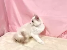 ラグドール【東京都・男の子・2025年7月13日・ブルーポイントバイカラー】の写真15