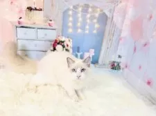 ラグドール【東京都・女の子・2025年6月11日・ブルーポイントバイカラー】の写真15