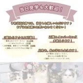 マンチカン(長足)【東京都・女の子・2026年7月23日・ホワイト系/クリーム系】の写真15