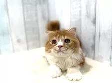 スコティッシュフォールド(折れ耳)【東京都・男の子・2025年4月18日・レッドタビー&ホワイト】の写真15