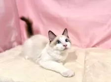 ラグドール【東京都・男の子・2025年7月13日・シールポイントバイカラー】の写真15