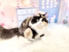 マンチカン(長足)【東京都・女の子・2025年4月16日・キャリコ】の写真15