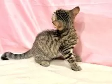 マンチカン(長足)【東京都・男の子・2025年7月16日・ブラウンタビー】の写真15