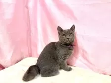 ブリティッシュショートヘア【東京都・男の子・2025年6月30日・ブルー】の写真15