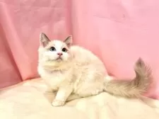 ラグドール【東京都・女の子・2025年6月27日・ブルーポイントバイカラー】の写真15