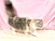 スコティッシュフォールド(立ち耳)【東京都・女の子・2025年4月18日・ダイリュートキャリコ】の写真15