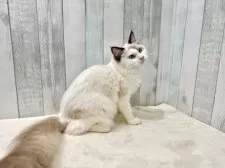 ラグドール【東京都・男の子・2025年3月29日・シールポイントバイカラー】の写真15