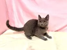 ブリティッシュショートヘア【東京都・女の子・2025年6月30日・ブルー】の写真15