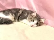 ノルウェージャンフォレストキャット【東京都・男の子・2025年4月17日・ブルー&ホワイト】の写真15