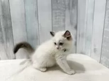 ラグドール【東京都・男の子・2025年7月13日・シールポイントバイカラー】の写真15