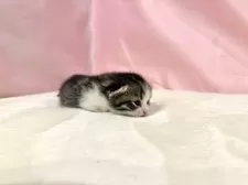 マンチカン(短足)【東京都・男の子・2025年10月19日・ブラウンタビー&ホワイト】の写真15