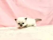 ラグドール【東京都・女の子・2025年10月11日・ブルーポイントミテッド】の写真15