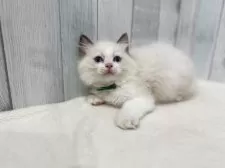 ラグドール【東京都・男の子・2025年7月13日・シールポイントバイカラー】の写真14