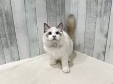 ラグドール【東京都・男の子・2025年4月13日・シールポイントバイカラー】の写真15