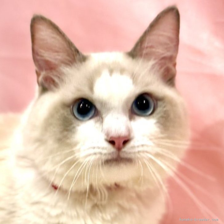 ブリーダー画像