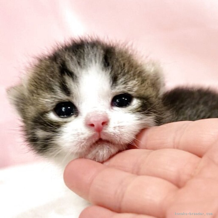 ブリーダー画像