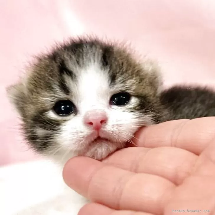 マンチカン(短足)【東京都・男の子・2025年10月19日・ブラウンタビー&amp;ホワイト】の写真1