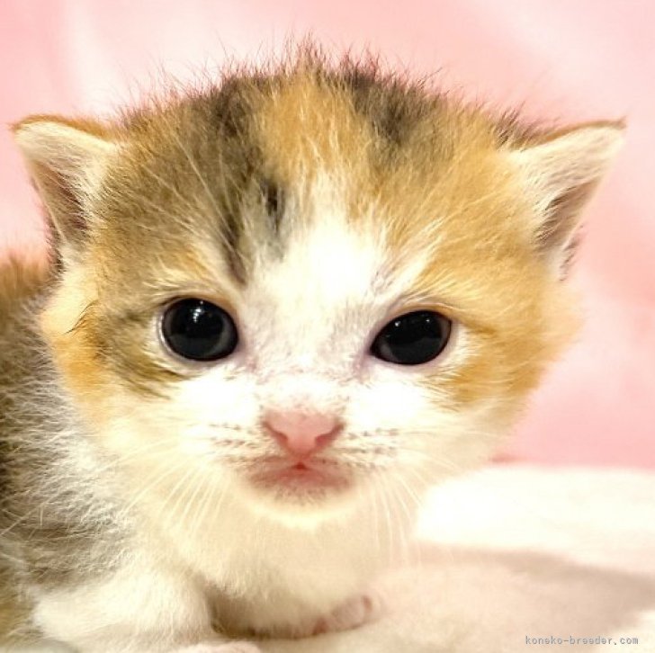 ブリーダー画像