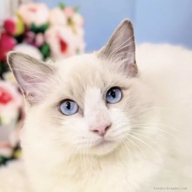 ラグドール【東京都・女の子・2025年6月11日・ブルーポイントバイカラー】の写真1