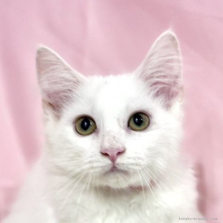 ブリーダー画像