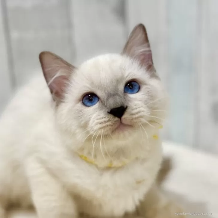 ラグドール【東京都・男の子・2025年6月11日・ブルーポイントミテッド】の写真1