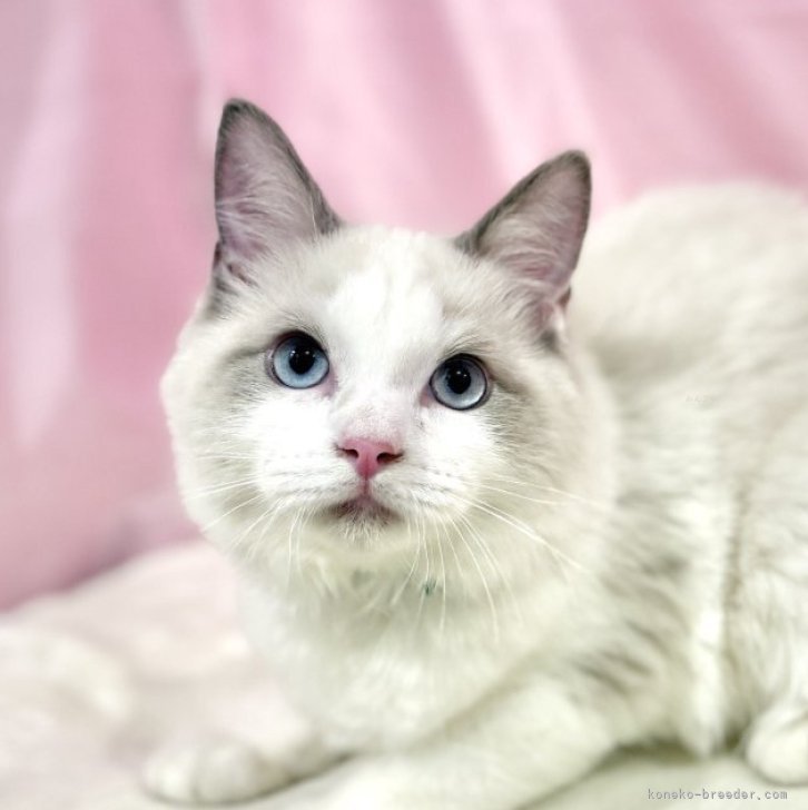 ブリーダー画像