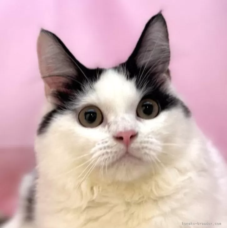 ID：2502-00629の子猫