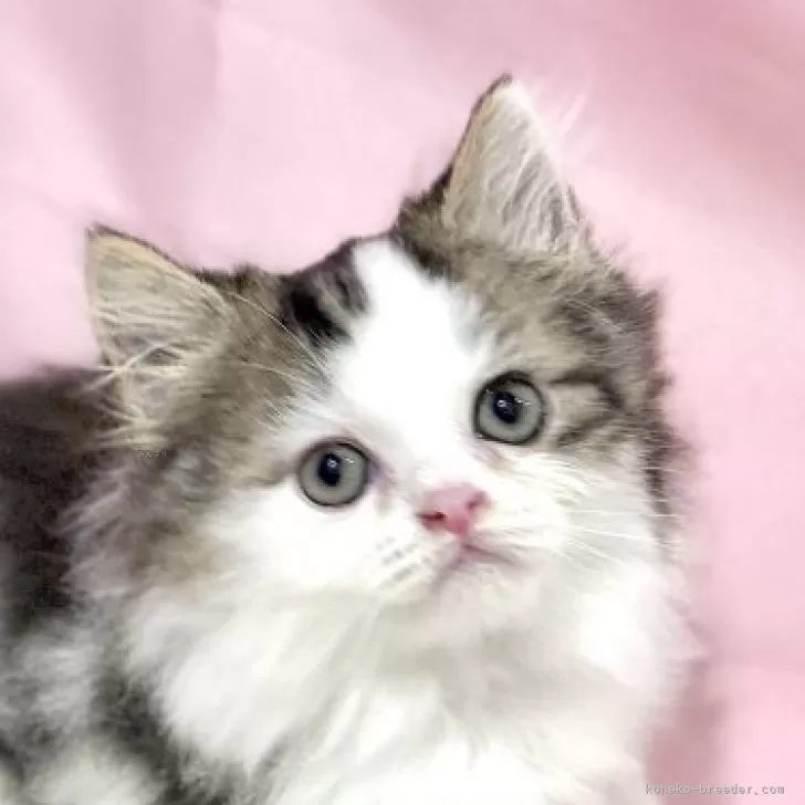 マンチカン(長足)【東京都・男の子・2025年9月3日・ブラウンタビー&amp;ホワイト】の写真1