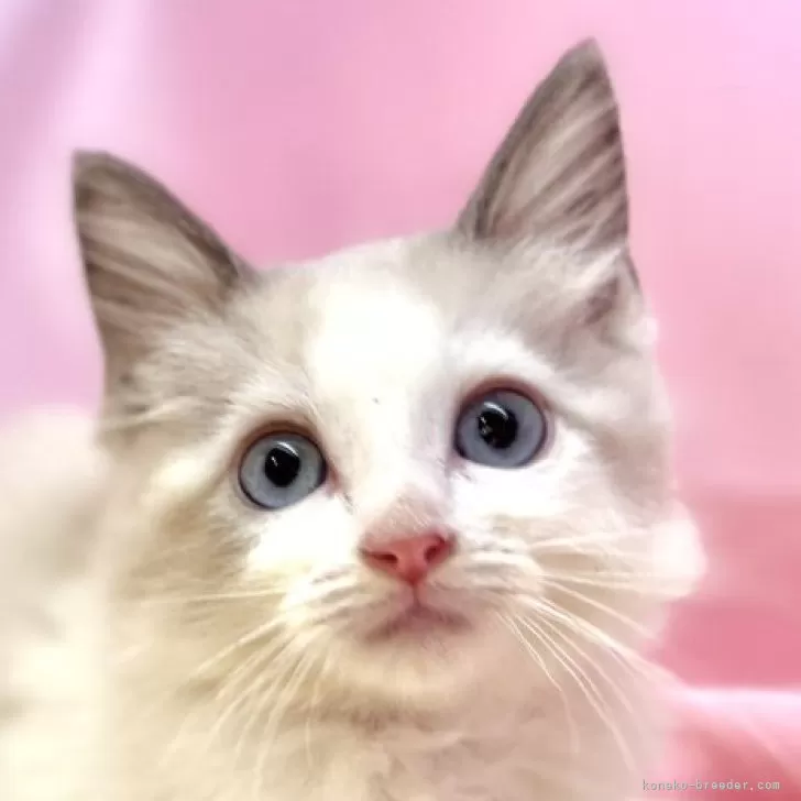 ID：2504-02374の子猫