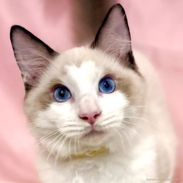 ラグドール【東京都・男の子・2025年7月13日・シールポイントバイカラー】の写真1