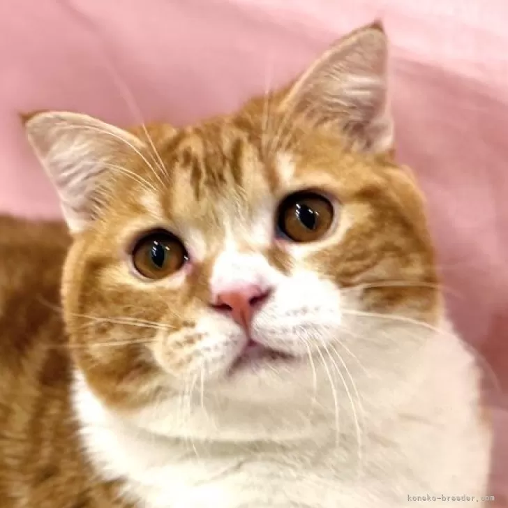 スコティッシュフォールド(立ち耳)【東京都・男の子・2025年4月14日・レッドタビー&amp;ホワイト】の写真1