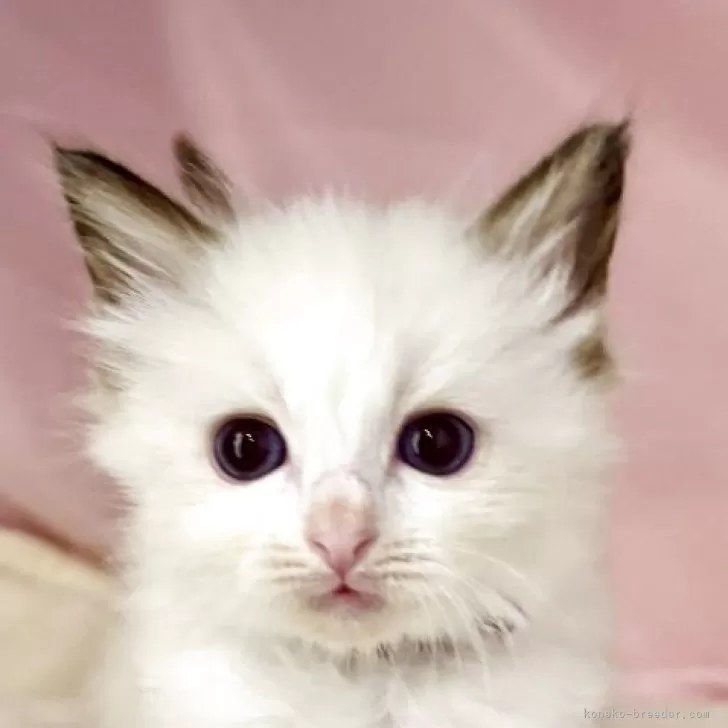 Y.K 様のお迎えした子猫