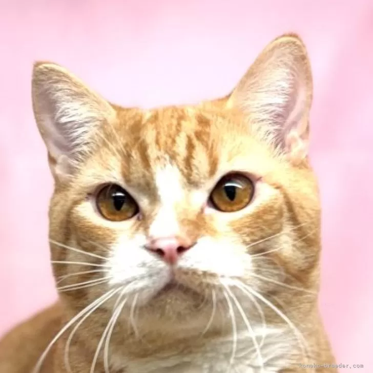 ID：2404-02625の子猫