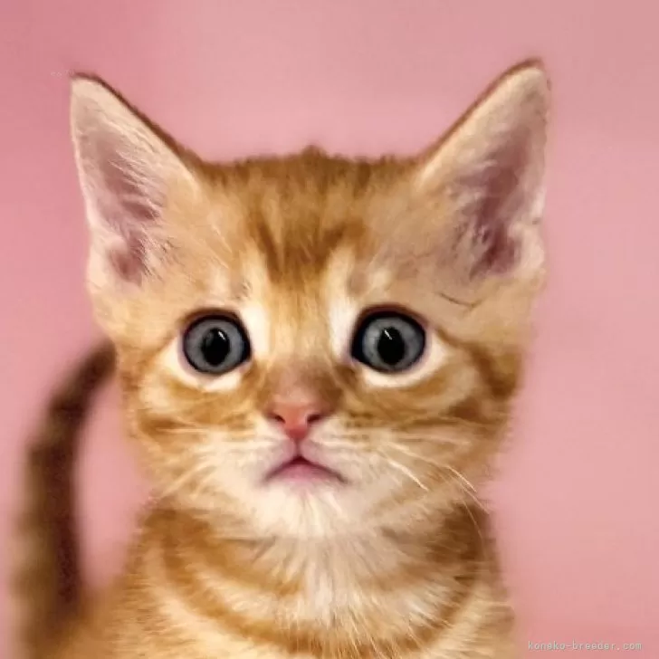 ID:2503-01120の子猫