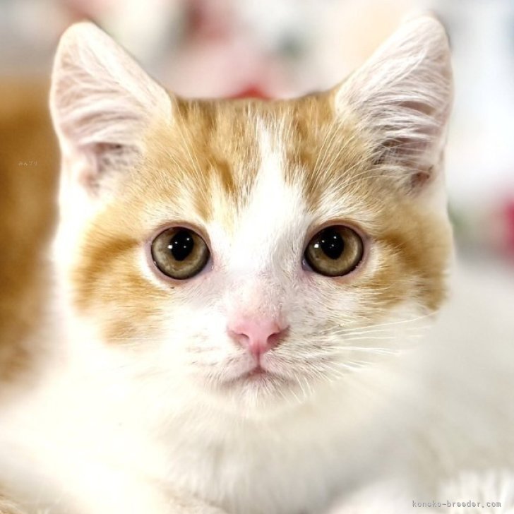 ブリーダー画像