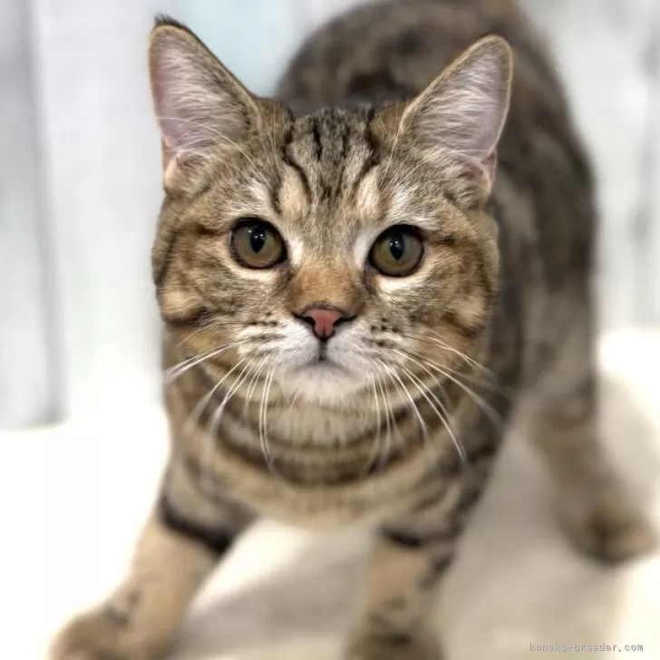 スコティッシュフォールド(立ち耳)【東京都・女の子・2025年4月14日・ブラウンタビー】の写真1