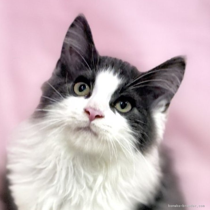 ブリーダー画像