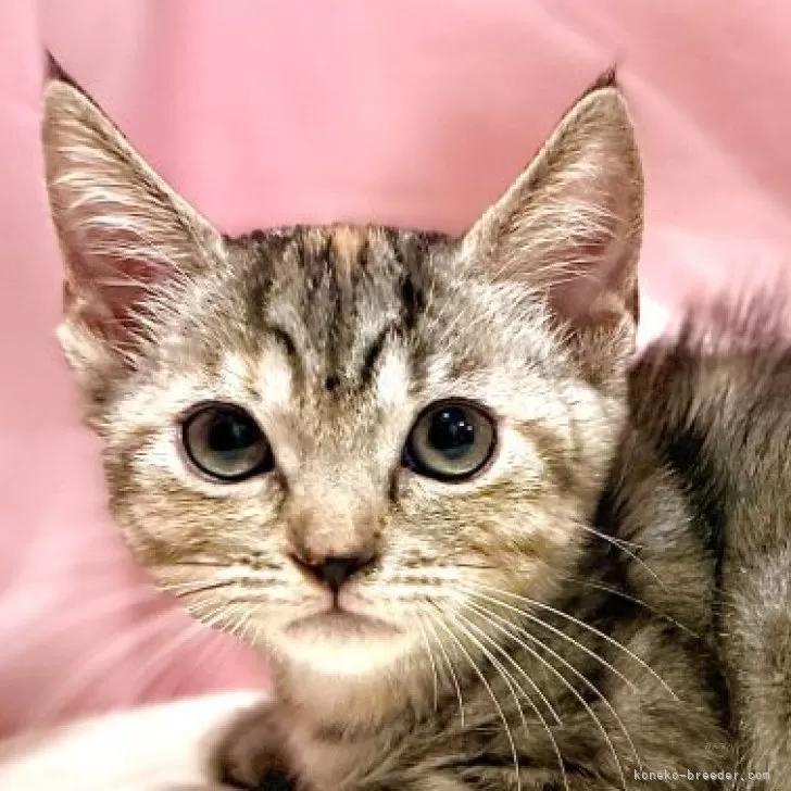 マンチカン(短足)【東京都・女の子・2025年8月23日・トーティ】の写真1