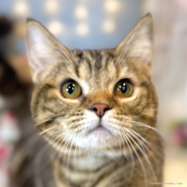 ブリーダー画像