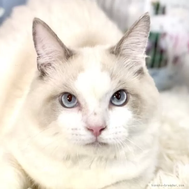 ラグドール【東京都・男の子・2025年6月27日・ブルーポイントバイカラー】の写真1