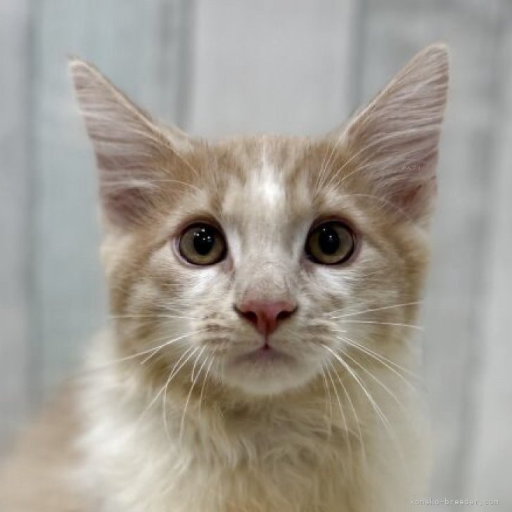 ブリーダー画像