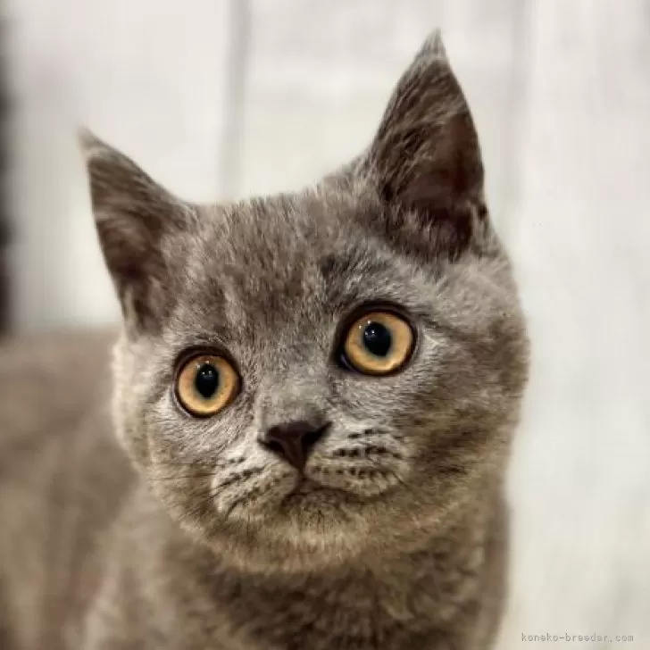 H.M 様のお迎えした子猫