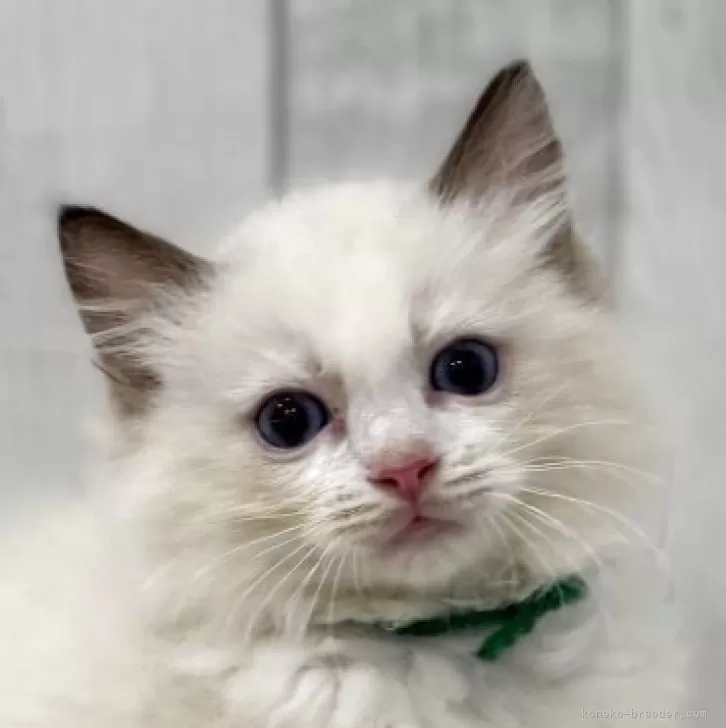 ラグドール【東京都・男の子・2025年7月13日・シールポイントバイカラー】の写真1