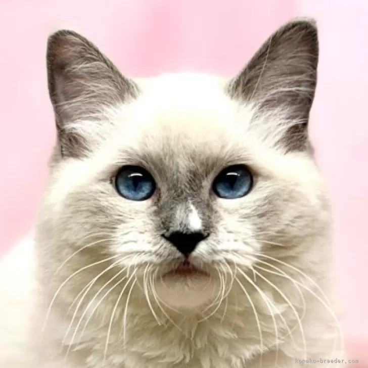 ID：2410-00886の子猫