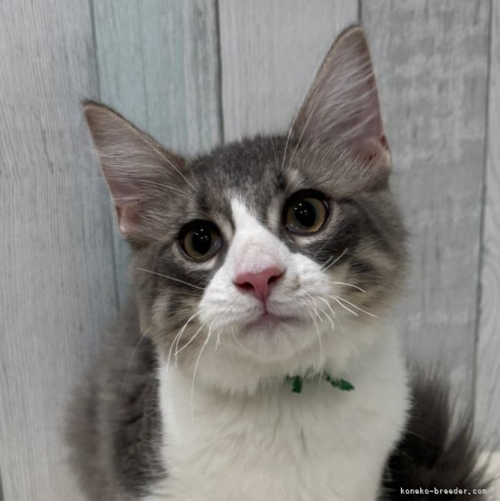 ブリーダー画像